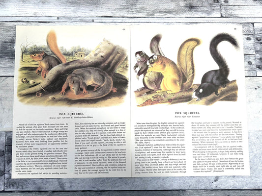 Audubon Squirrel Prints: 1960s Book Pages, Nature Ephemera (10 Sheets) (etsy image id: 6168881289)