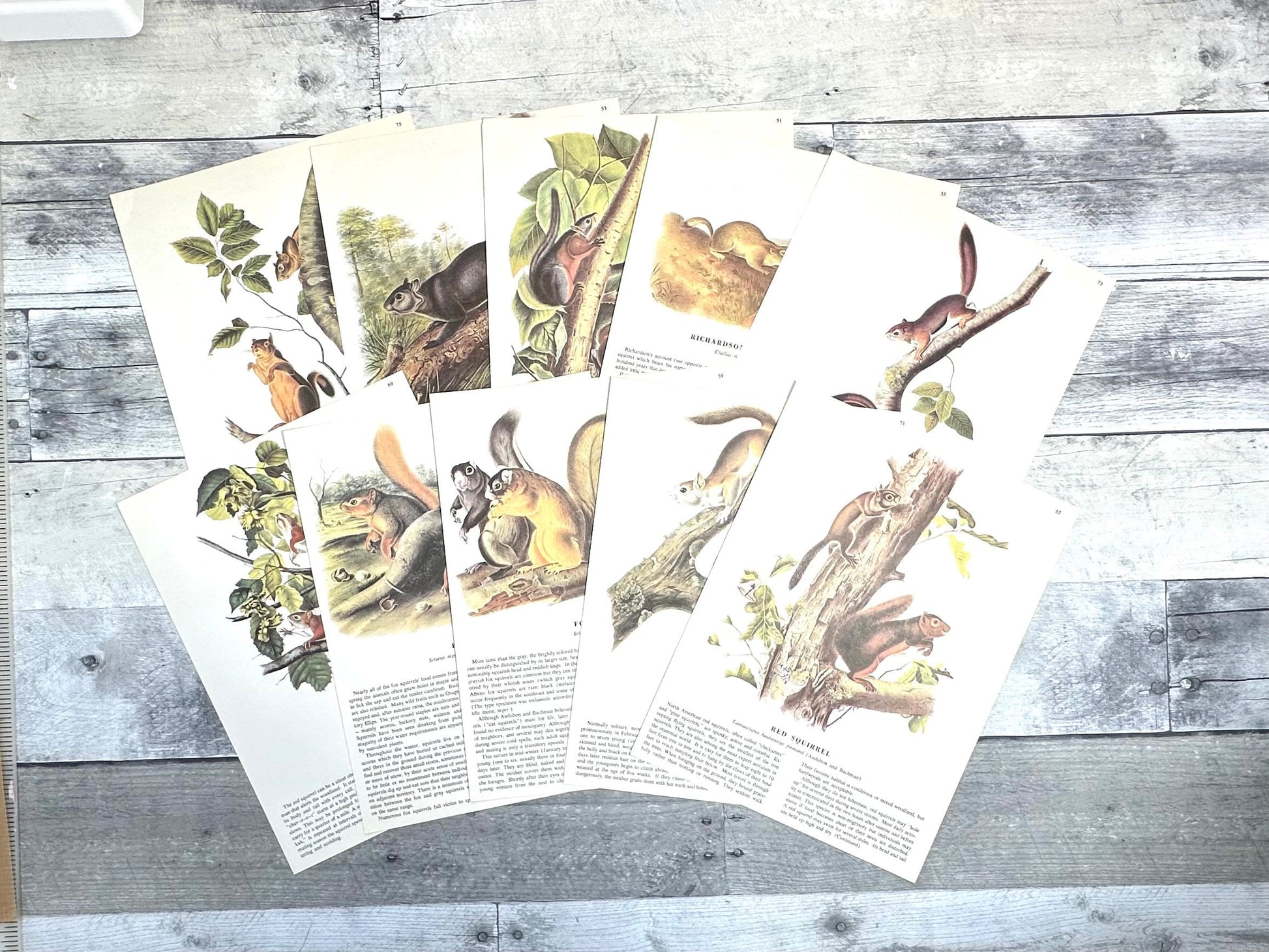 Illustrations of various squirrels by Audubon (etsy image id: 6120760248)