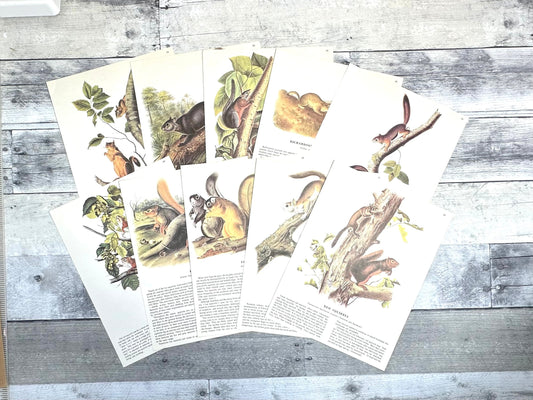Illustrations of various squirrels by Audubon (etsy image id: 6120760248)