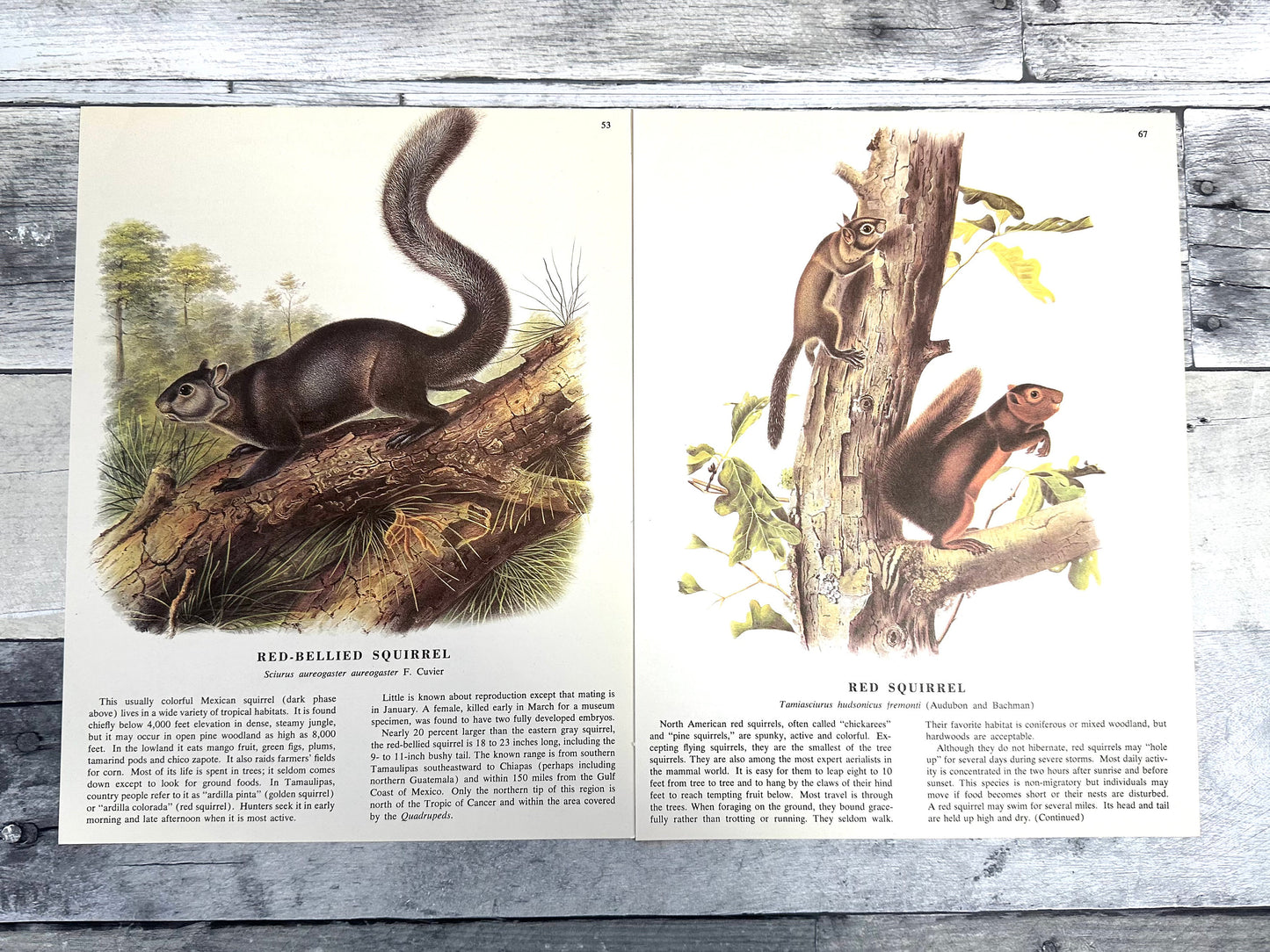 Audubon Squirrel Prints: 1960s Book Pages, Nature Ephemera (10 Sheets) (etsy image id: 6120760310)
