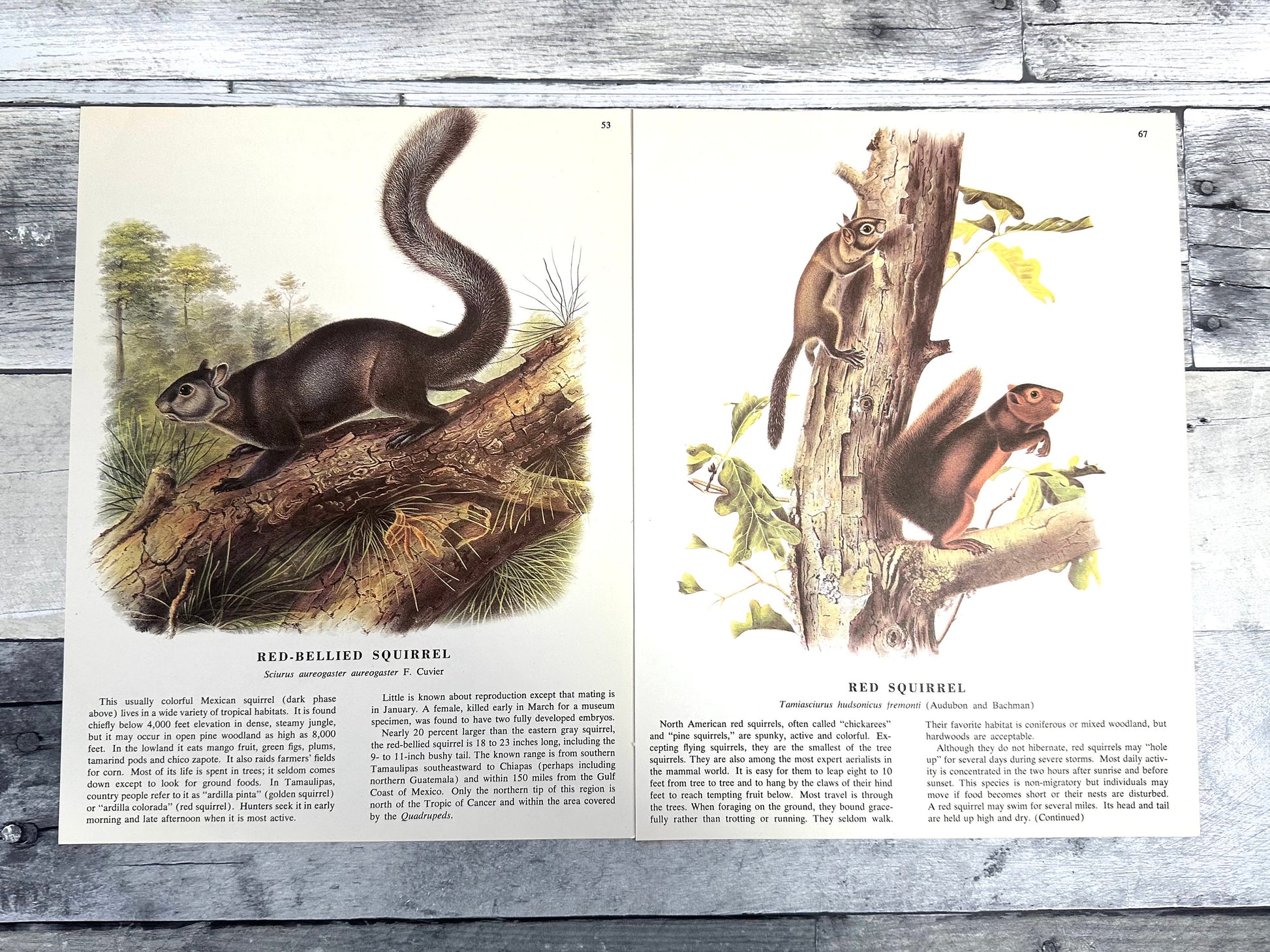 Audubon Squirrel Prints: 1960s Book Pages, Nature Ephemera (10 Sheets) (etsy image id: 6120760310)