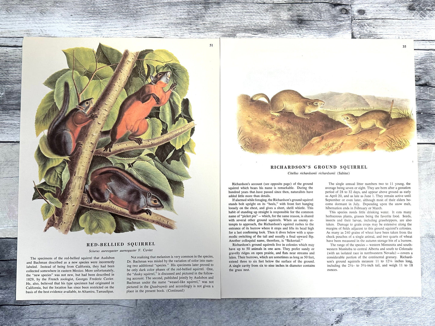 Audubon Squirrel Prints: 1960s Book Pages, Nature Ephemera (10 Sheets) (etsy image id: 6120760468)