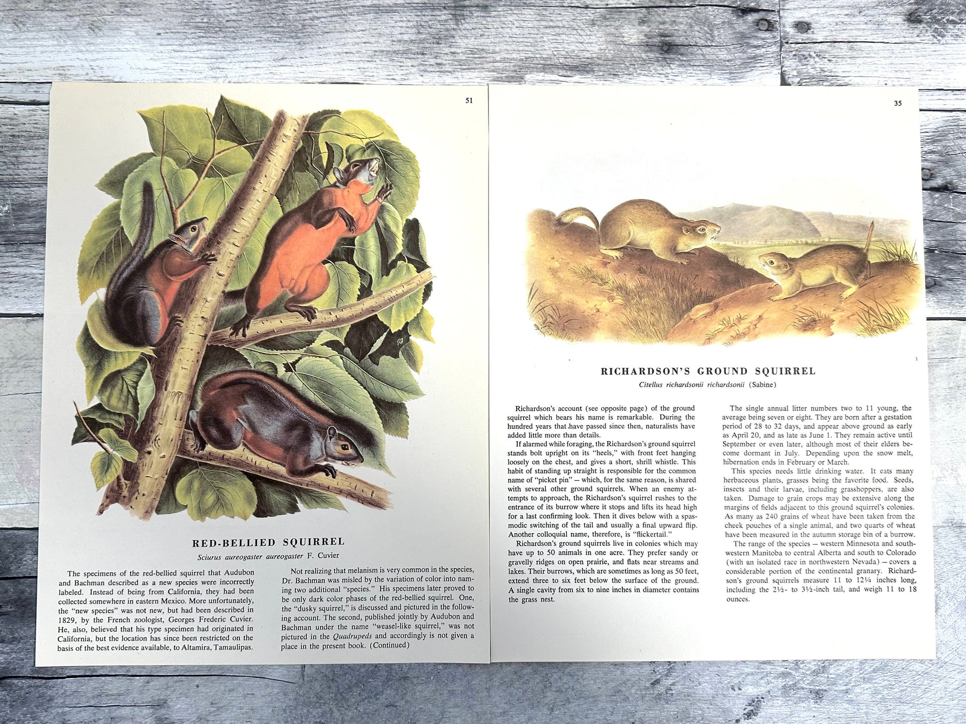 Audubon Squirrel Prints: 1960s Book Pages, Nature Ephemera (10 Sheets) (etsy image id: 6120760468)