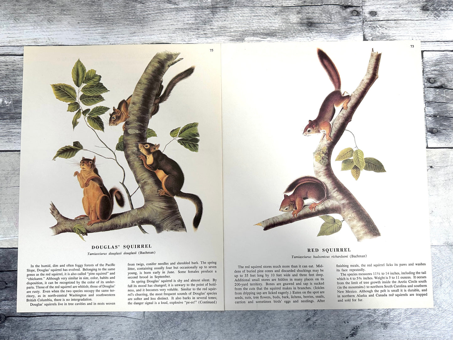 Audubon Squirrel Prints: 1960s Book Pages, Nature Ephemera (10 Sheets) (etsy image id: 6120760472)