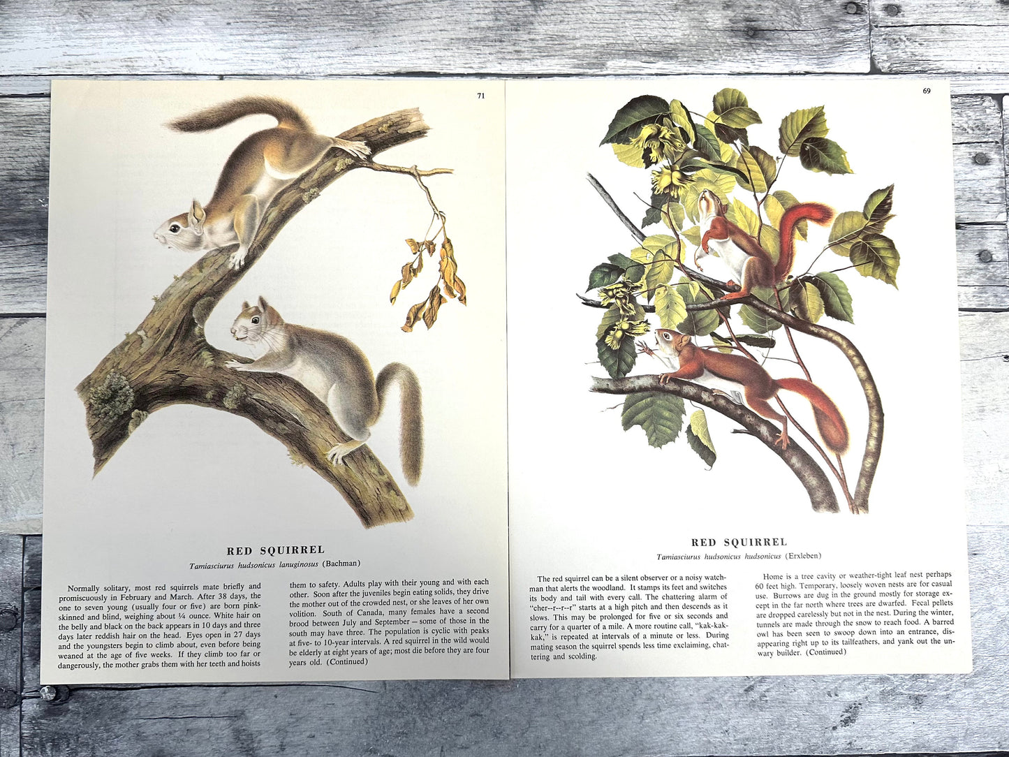 Audubon Squirrel Prints: 1960s Book Pages, Nature Ephemera (10 Sheets) (etsy image id: 6168881267)