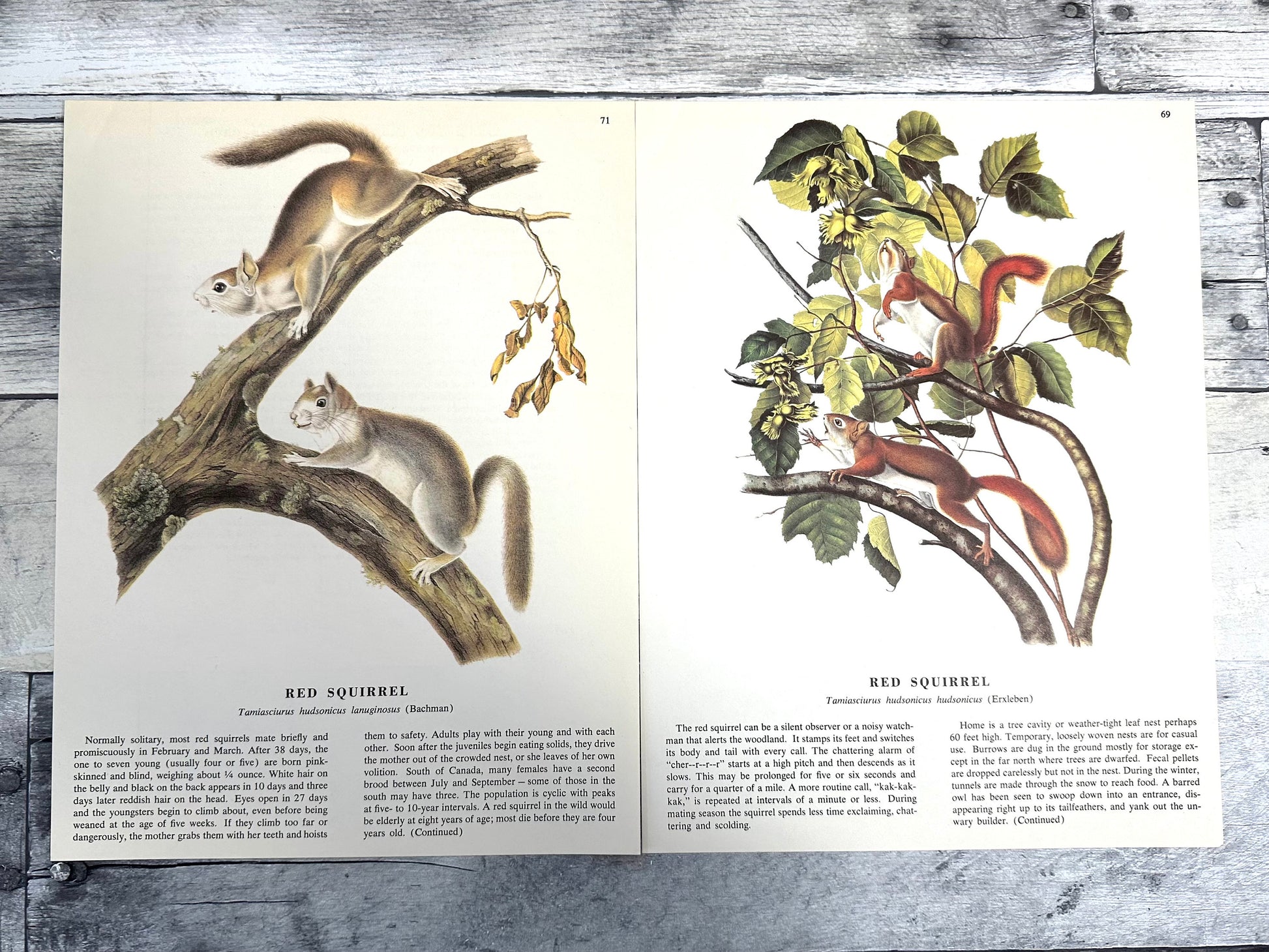 Audubon Squirrel Prints: 1960s Book Pages, Nature Ephemera (10 Sheets) (etsy image id: 6168881267)