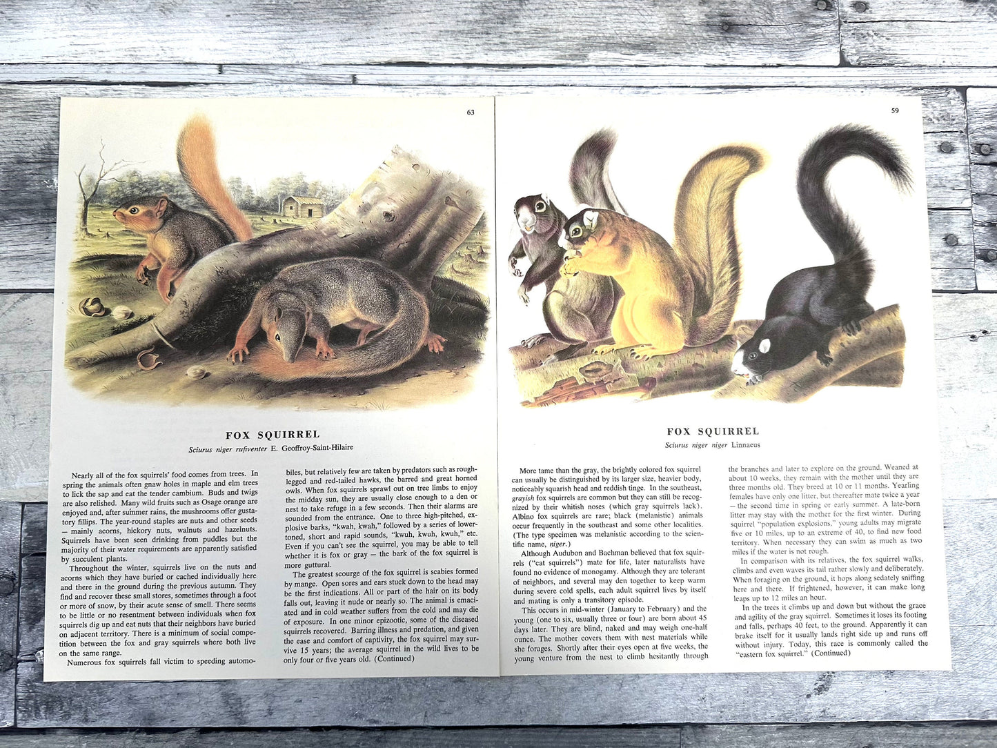 Audubon Squirrel Prints: 1960s Book Pages, Nature Ephemera (10 Sheets) (etsy image id: 6168881289)
